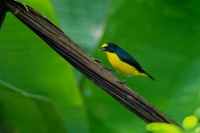 Libohlasek bonapartuv - Euphonia hirundinacea - Yellow-throated Euphonia o2442